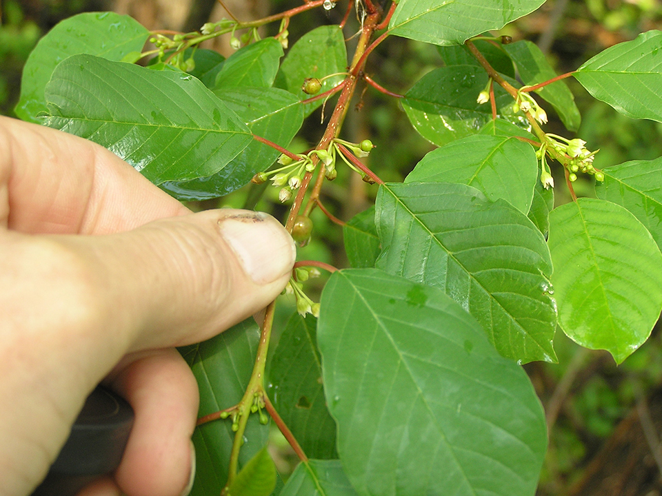 Glossy buckthorn flowers